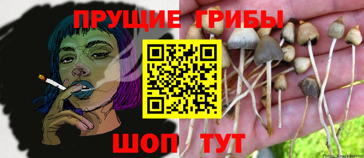 Псилоцибиновые грибы Psilocybine cubensis Новороссийск